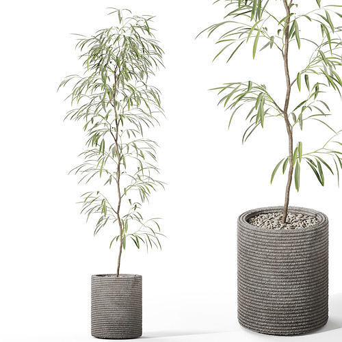 Plants collection 1127 3D model