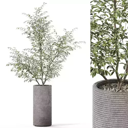 Plants collection 1128 3D model