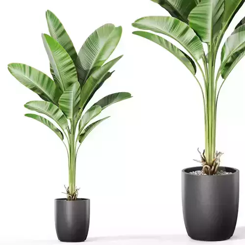 Plants collection 1130 3D model