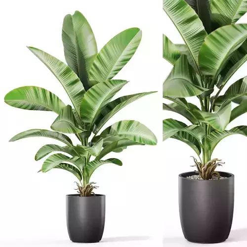 Plants collection 1131 3D model