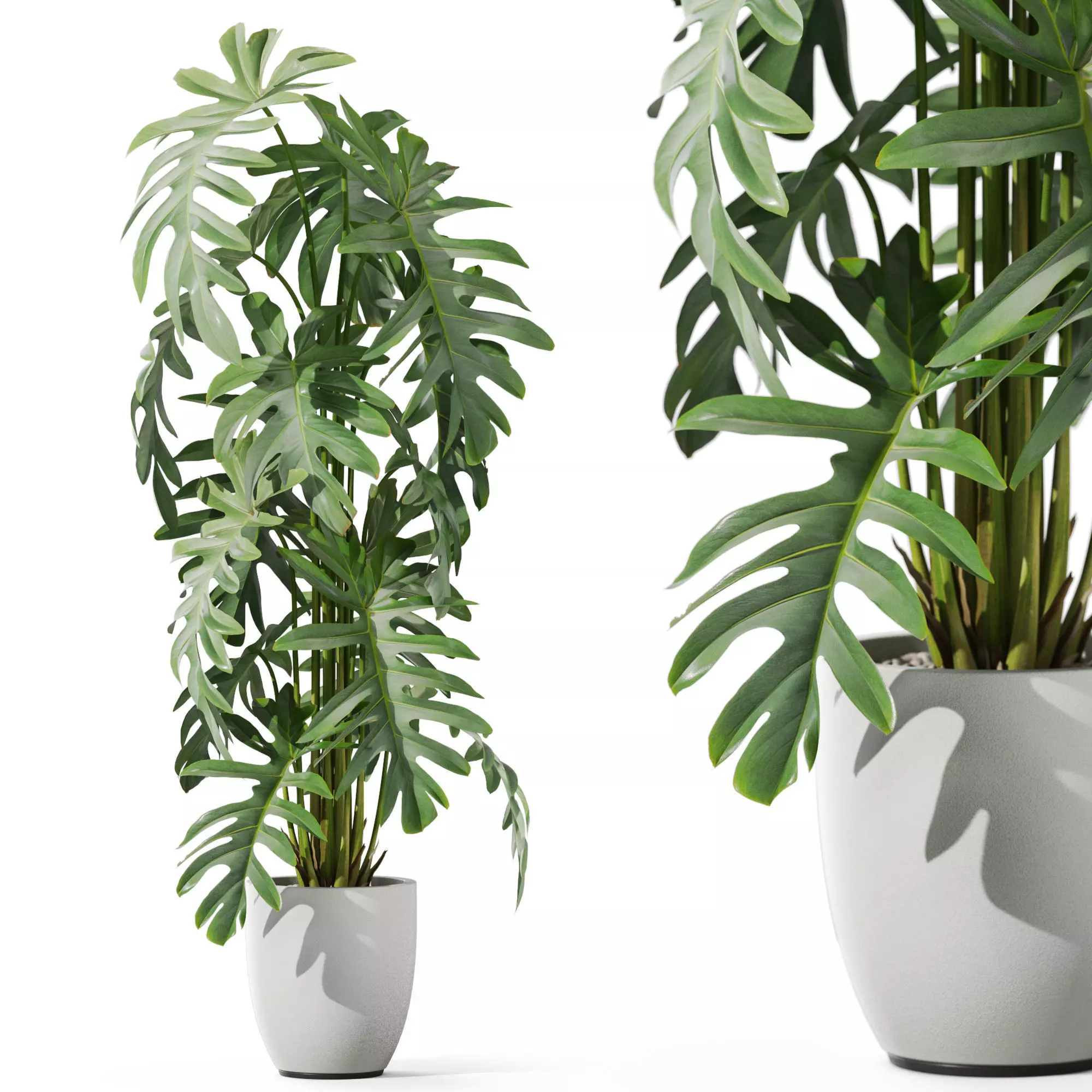Plants collection 1132 3D model