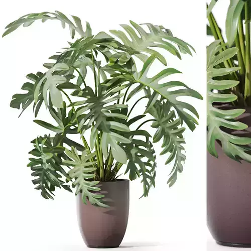 Plants collection 1133 3D model