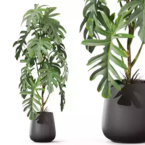 Plants collection 1134 3D model