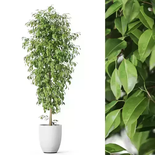 Plants collection 1135 3D model