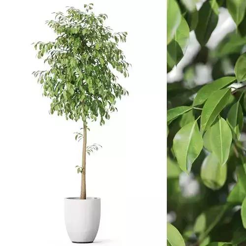 Plants collection 1136