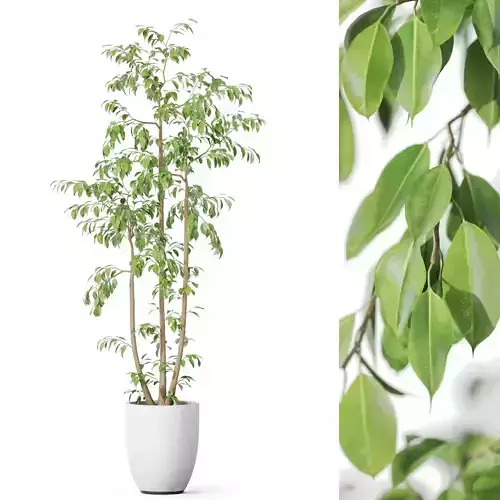 Plants collection 1137