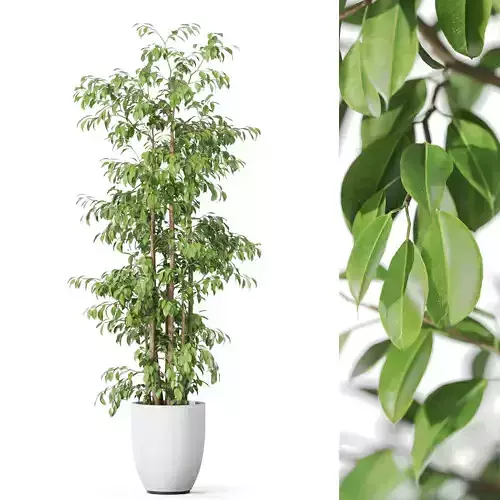 Plants collection 1138