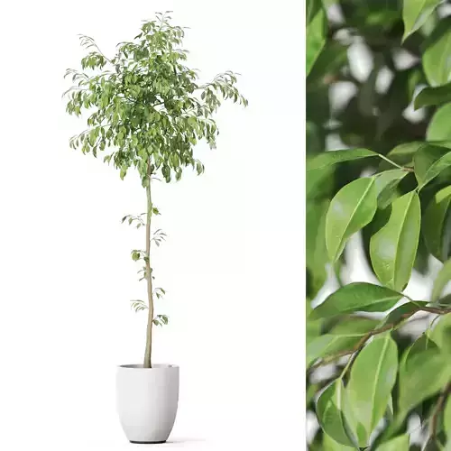 Plants collection 1139