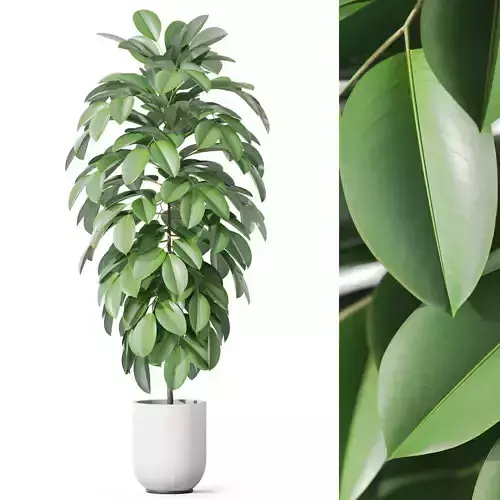 Plants collection 1141