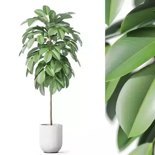 Plants collection 1142