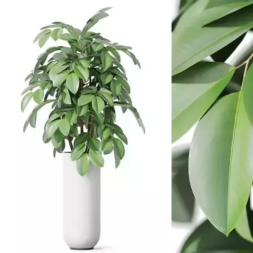 Plants collection 1143