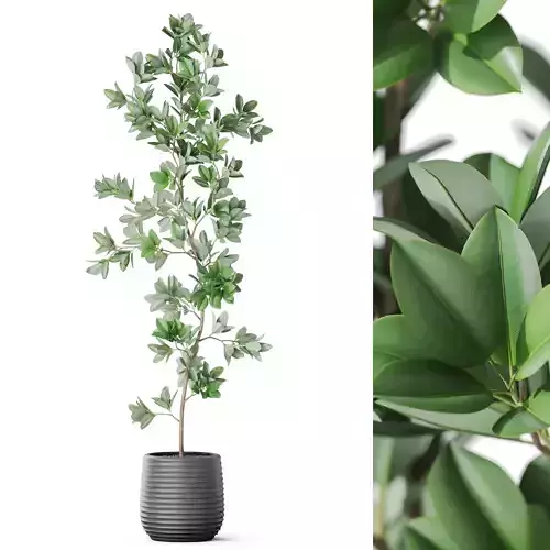 Plants collection 1145 3D model