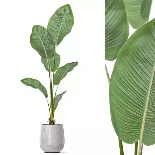 Plants collection 1146