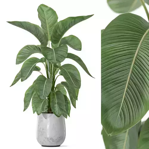 Plants collection 1147