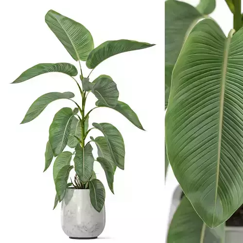 Plants collection 1148