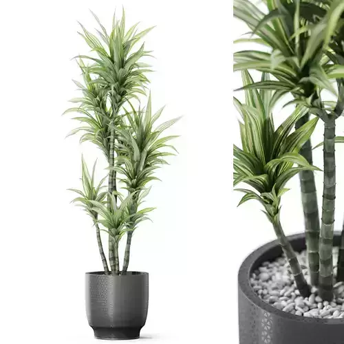 Plants collection 1150