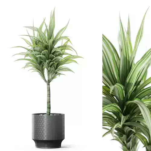 Plants collection 1151