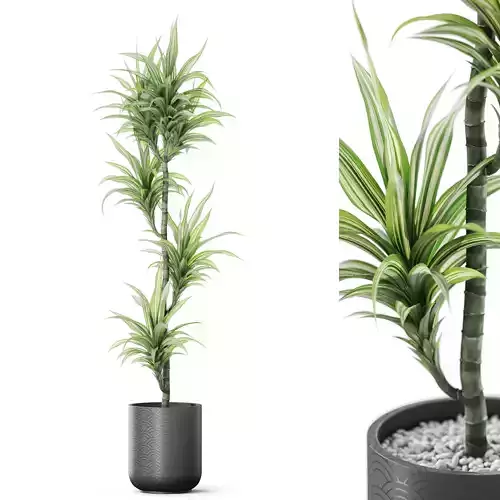 Plants collection 1152