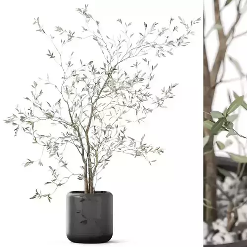 Plants collection 1153