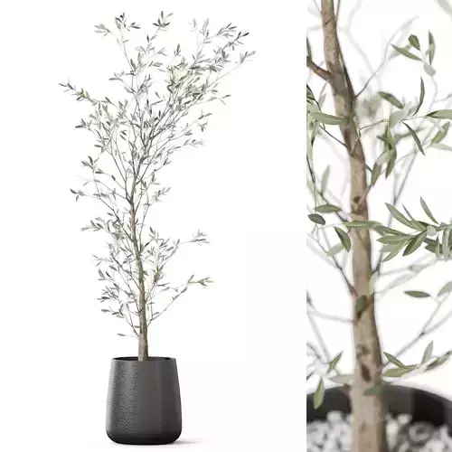 Plants collection 1154 3D model