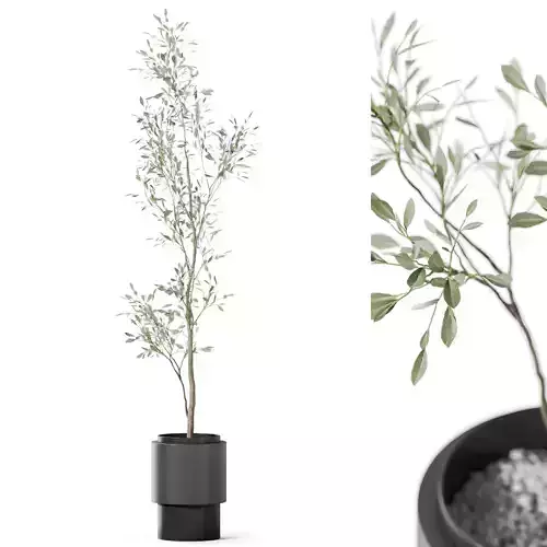 Plants collection 1156 3D model