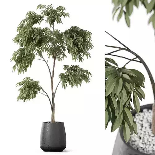 Plants collection 1157 3D model