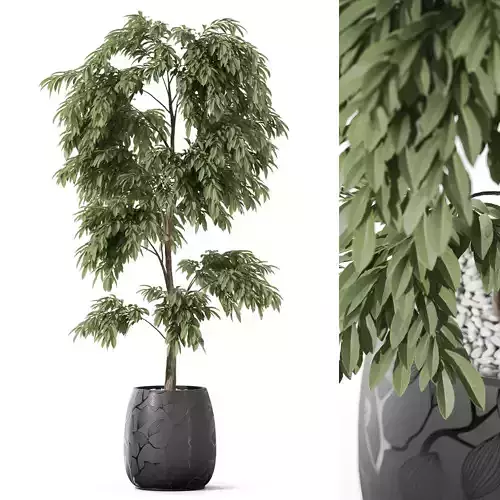 Plants collection 1158 3D model