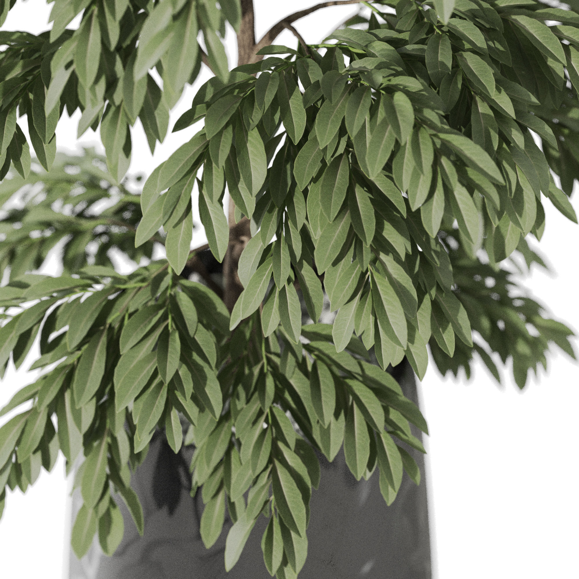Plants collection 1159 3D model_2