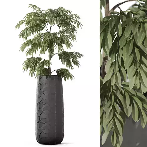 Plants collection 1159 3D model