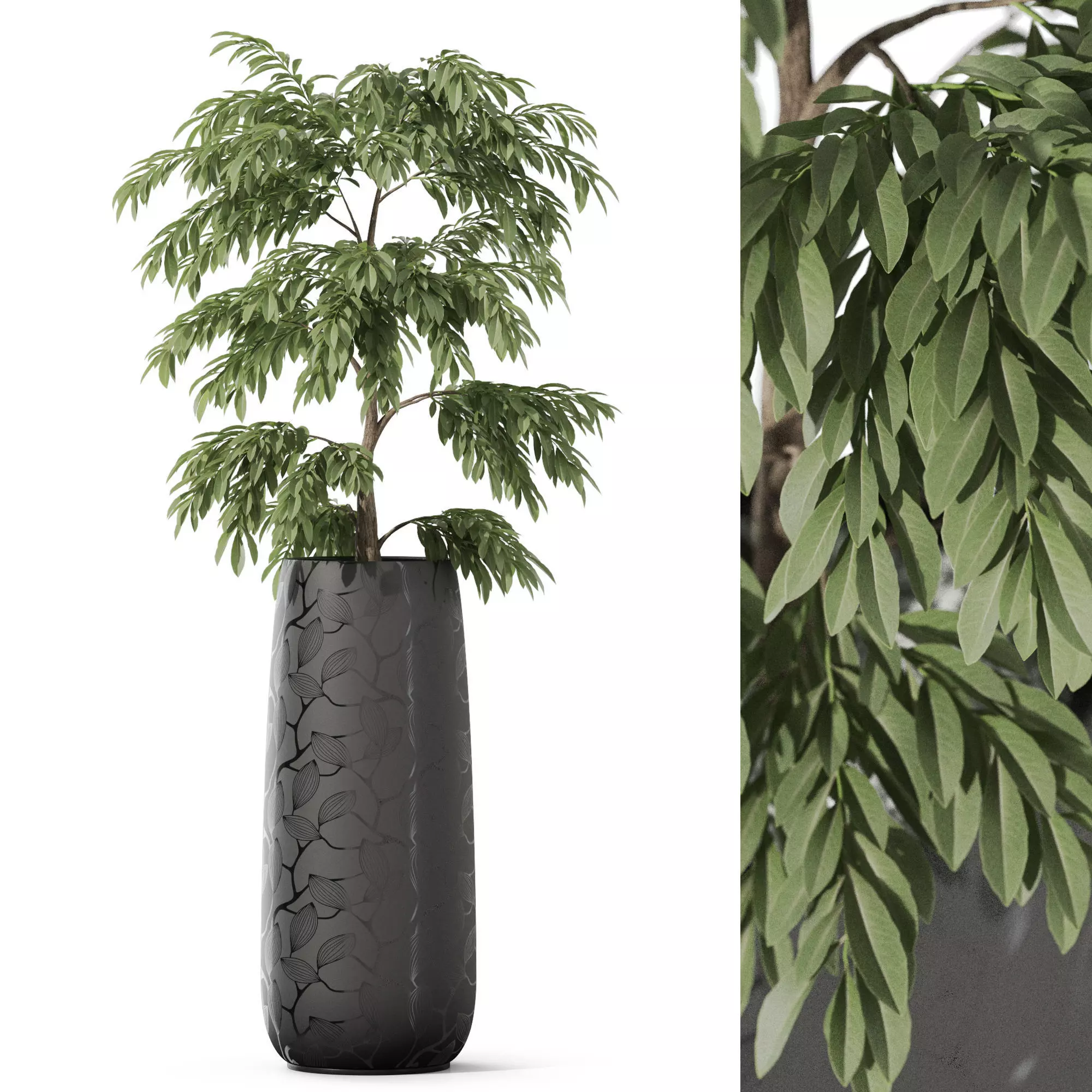 Plants collection 1159 3D model_0