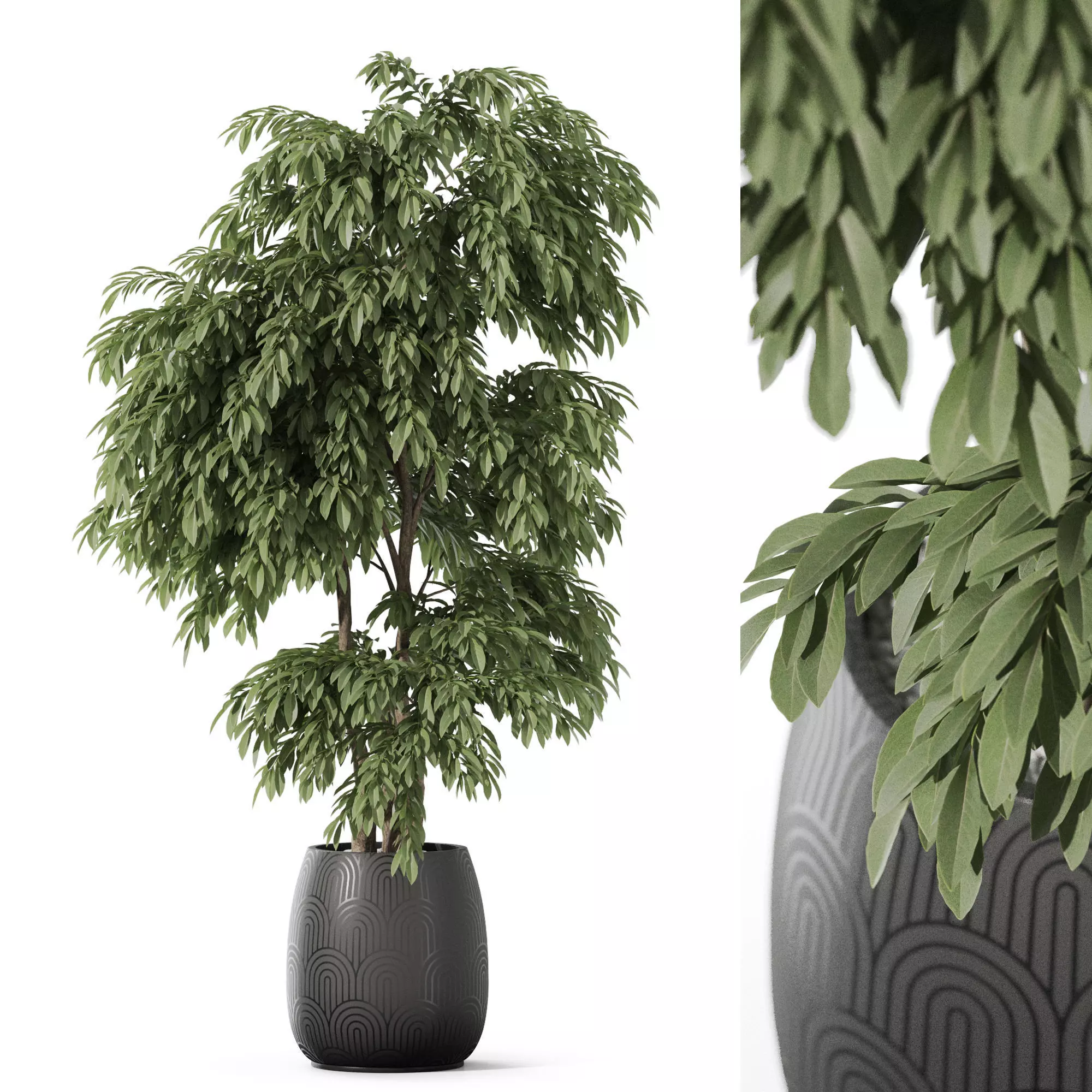 Plants collection 1160 3D model_0