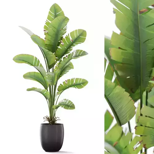 Plants collection 1161 3D model