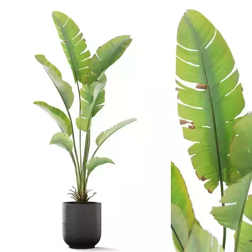 Plants collection 1163