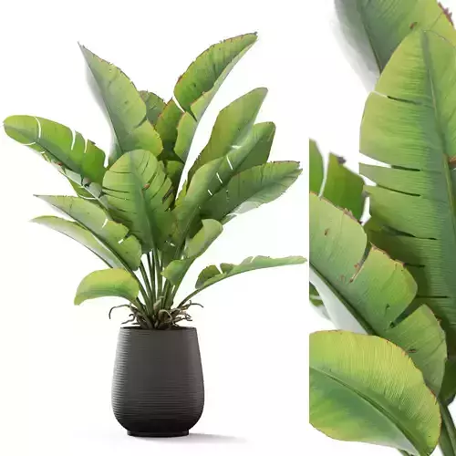 Plants collection 1164