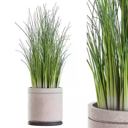 Plants collection 1165