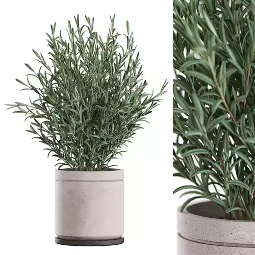 Plants collection 1166