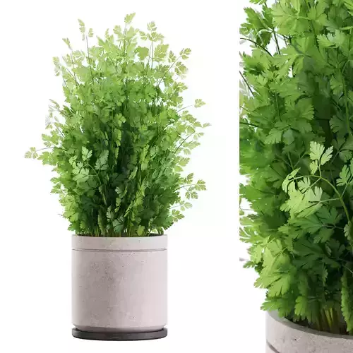 Plants collection 1168