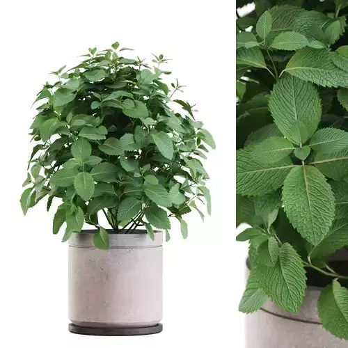 Plants collection 1169