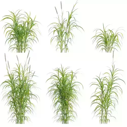 Pennisetum purpureum - Elephant grass