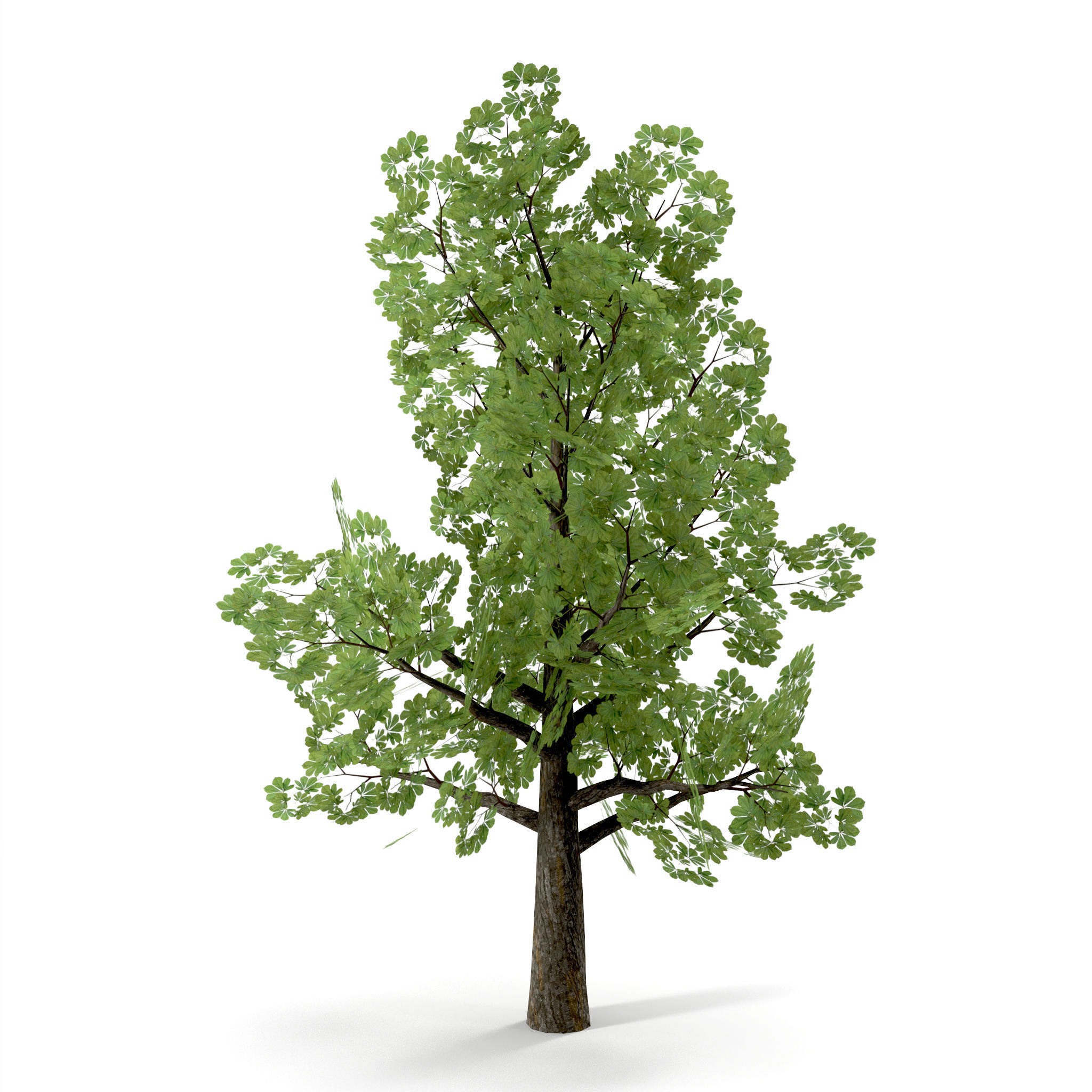 Horsechestnut Low Poly V1 Low-poly 3D model_2