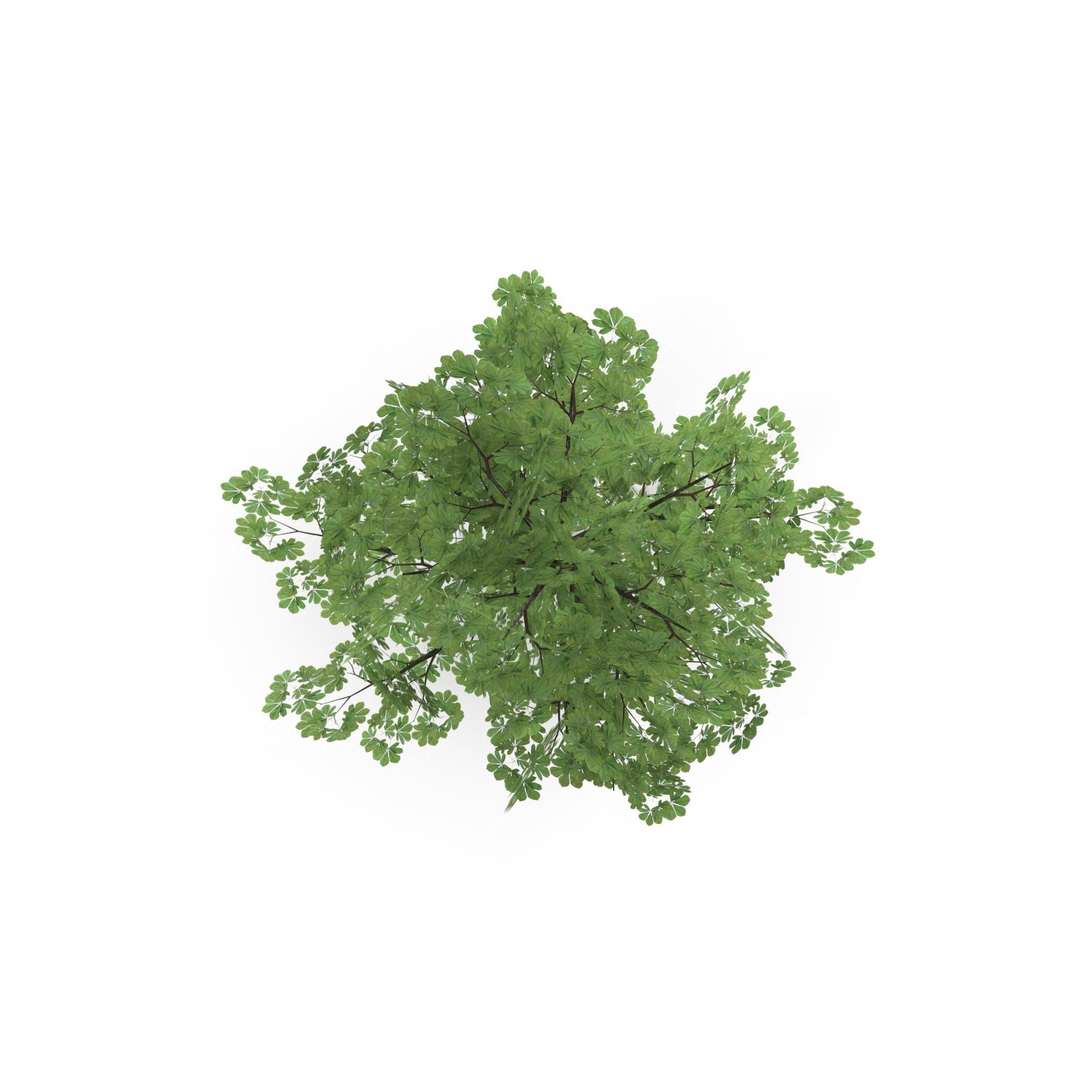 Horsechestnut Low Poly V1 Low-poly 3D model_4