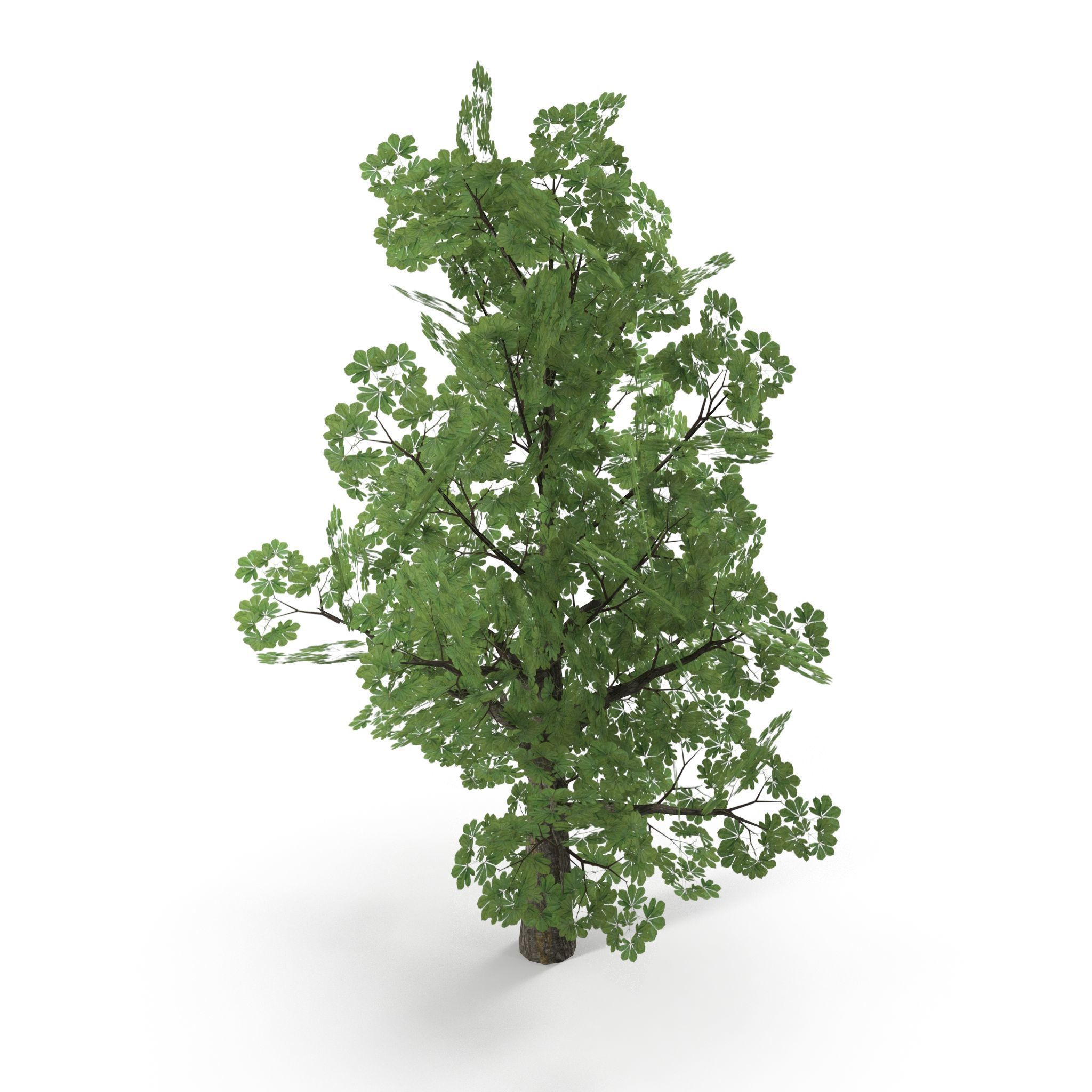 Horsechestnut Low Poly V1 Low-poly 3D model_1