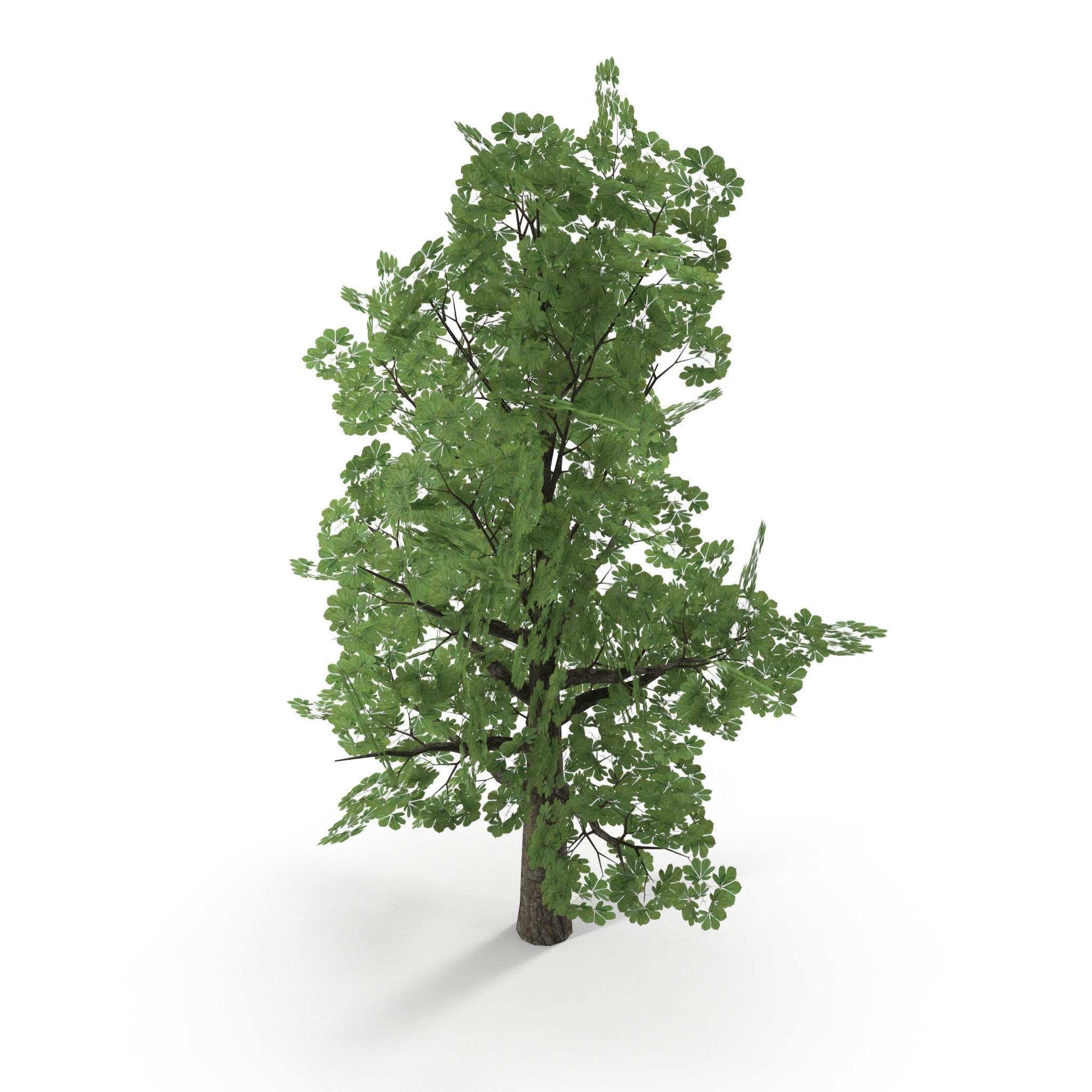 Horsechestnut Low Poly V1 Low-poly 3D model_3