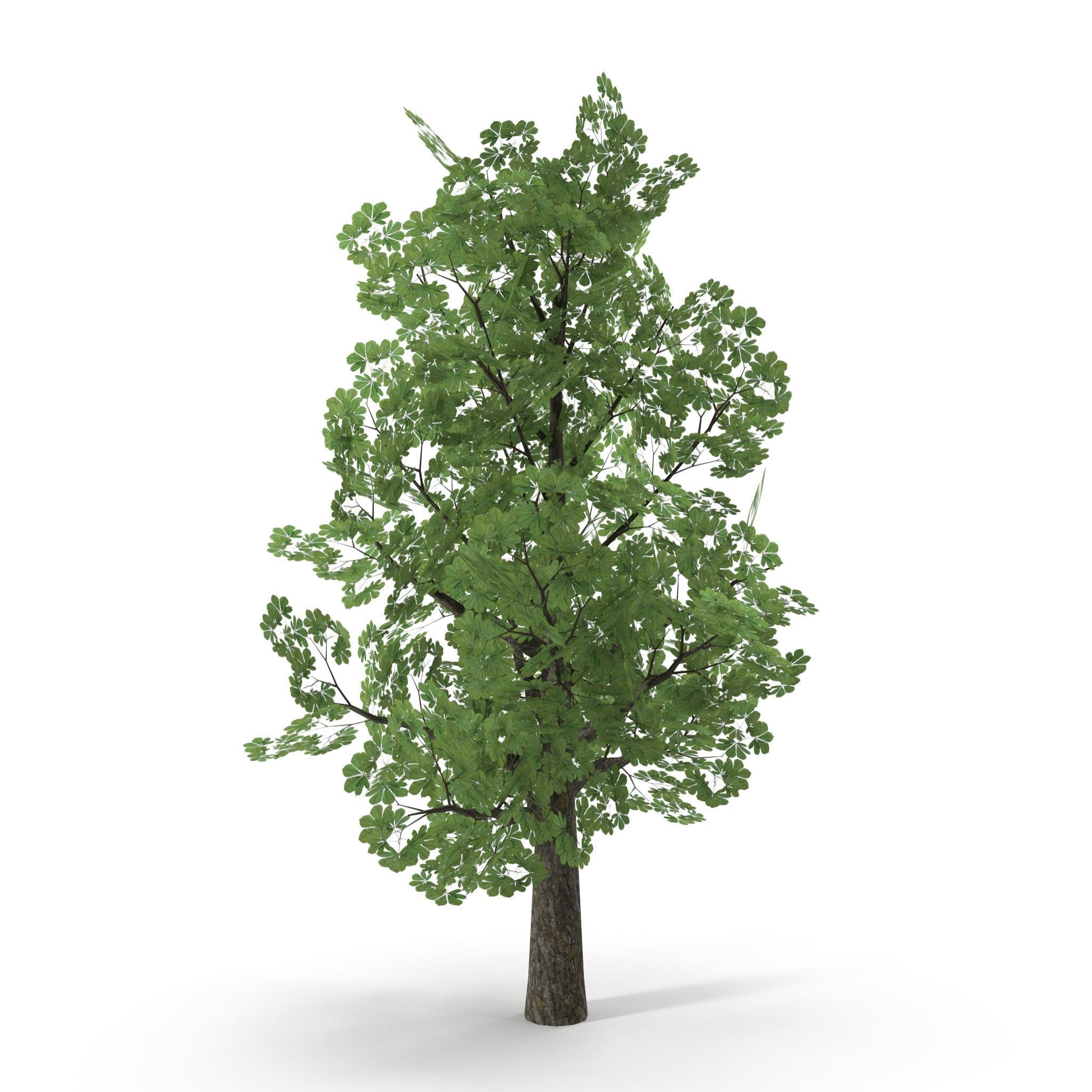 Horsechestnut Low Poly V1 Low-poly 3D model_7