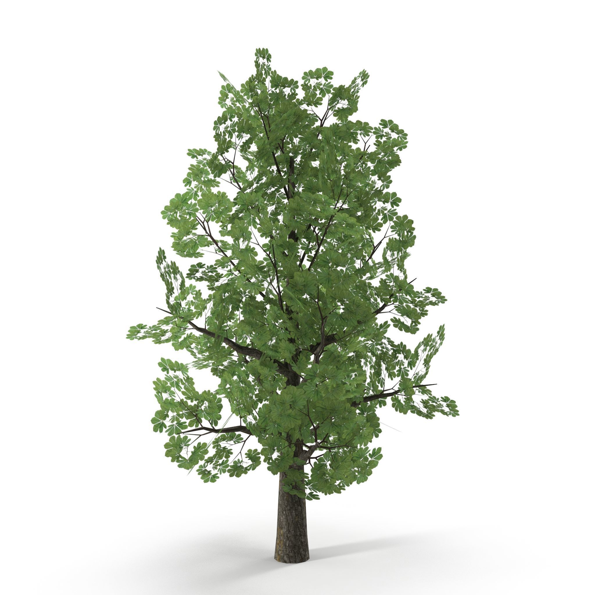 Horsechestnut Low Poly V1 Low-poly 3D model_6