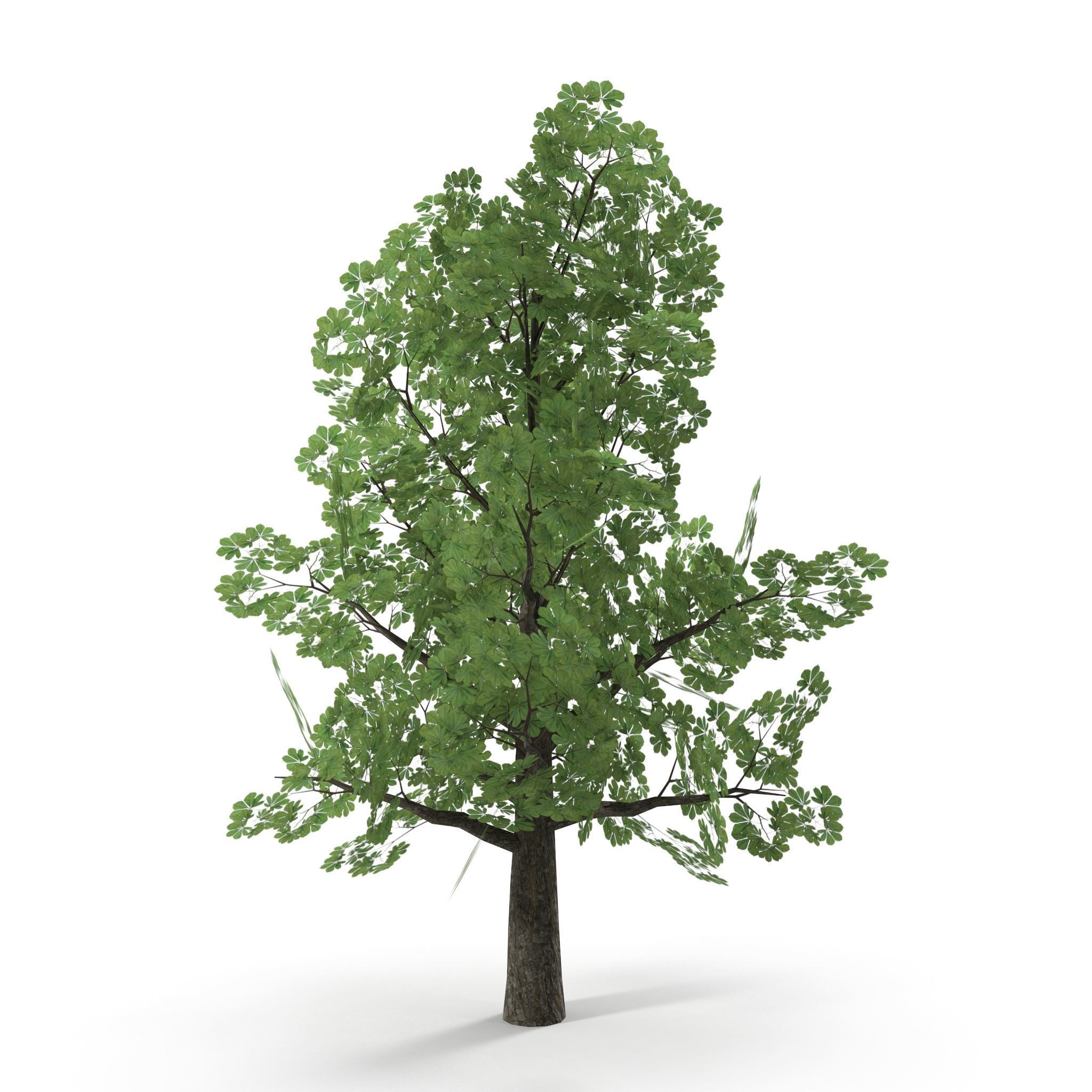 Horsechestnut Low Poly V1 Low-poly 3D model_5