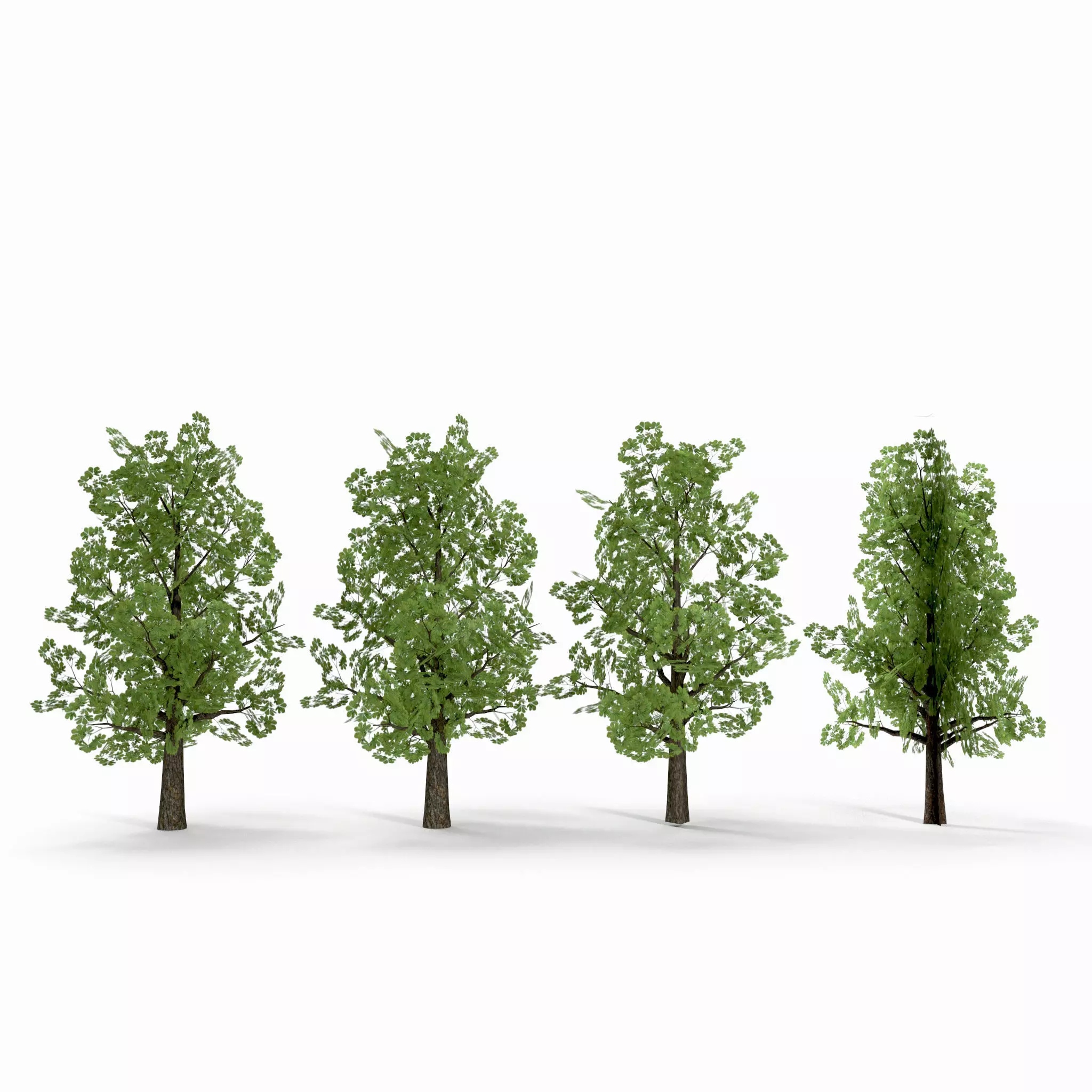 Horsechestnut Low Poly V1 Low-poly 3D model_0