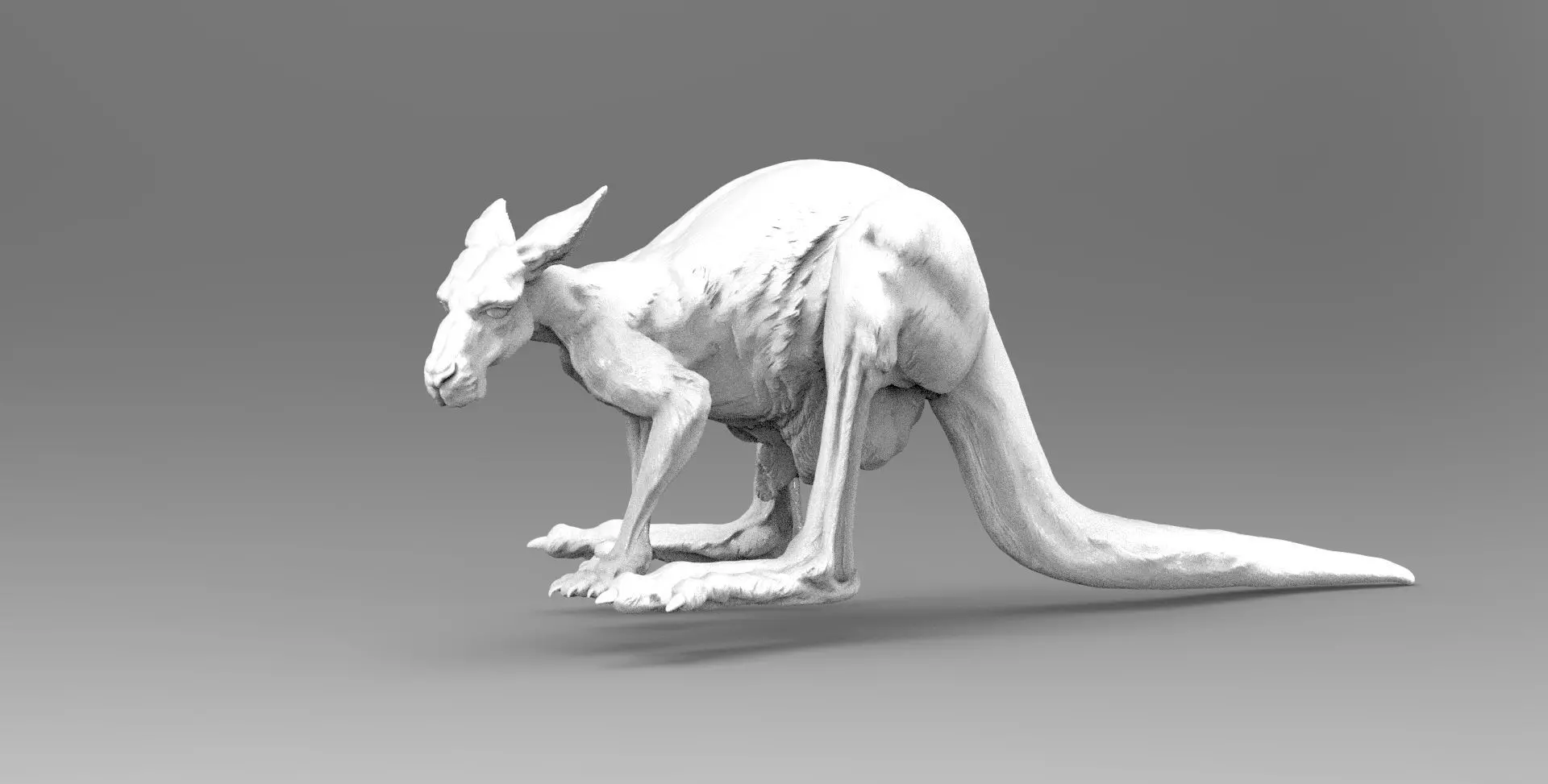 kangaroo 3D model_0