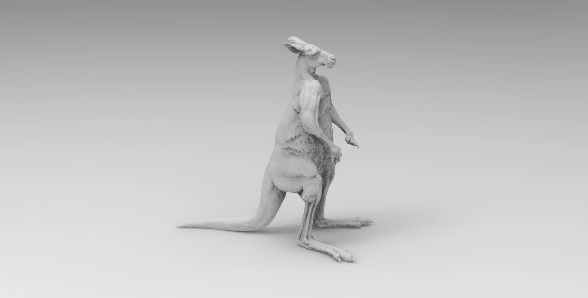kangaroo 3D model_0