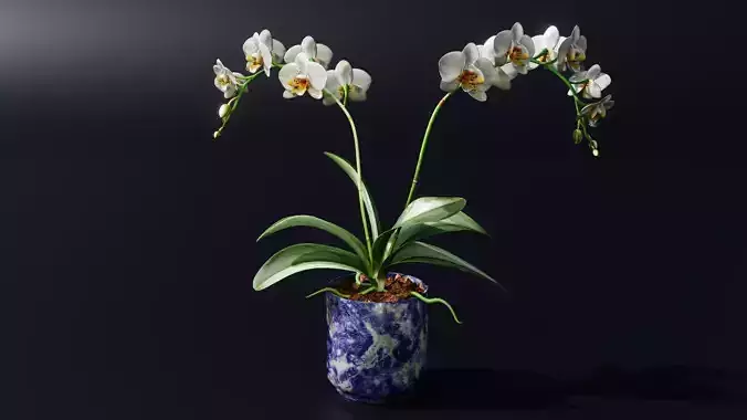 Orchid Low-poly 3D model